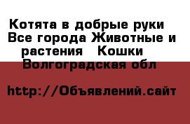 Котята в добрые руки - Все города Животные и растения » Кошки   . Волгоградская обл.